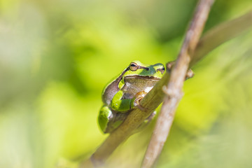 Closeup of a small European tree frog (Hyla arborea or Rana arborea) heating up in the sun.