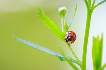 Ladybug or ladybird insect climbing