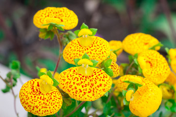 Floral close-up of small yellow summer garden flowers with red