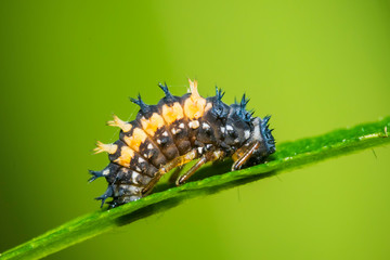 Ladybug larva insect closeup