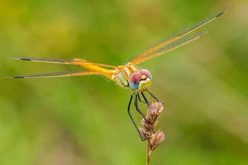 Sympetrum fonscolombii, Red-veined darter or nomad resting on vegetation