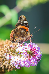 Red Admiral butterfly, Vanessa atalanta, feeding nectar from a purple butterfly-bush in garden.