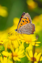 Small or common copper butterfly lycaena phlaeas closeup