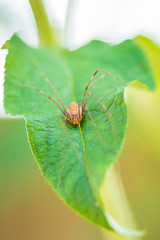 opilio canestrinii spider resting on a green leaf