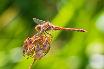 Sympetrum striolatum Common Darter posing closeup