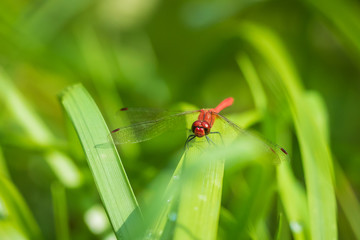 Sympetrum sanguineum Ruddy darter male dragonfly red colored body front view