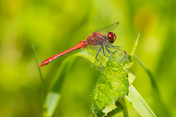 Sympetrum sanguineum Ruddy darter male dragonfly red colored body