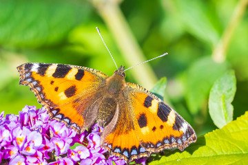 Aglais urticae small tortoiseshell butterfly top view isolated by nature