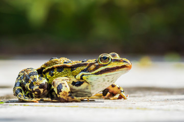 marsh frog, Pelophylax ridibundus, detailed closeup