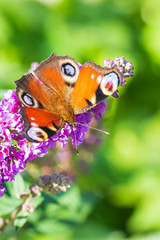 Aglais io, peacock butterfly feeding nectar from a purple butterfly-bush in garden.