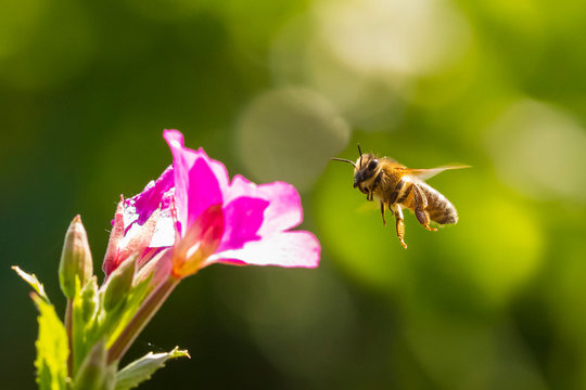 Honey bee Apis mellifera pollination on pink great hairy willowherb Epilobium hirsutum flowers