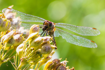 Sympetrum vulgatum Vagrant darter eating prey