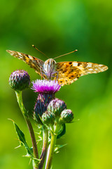 Painted Lady butterfly, vanessa cardu, feeding