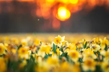 Keuken foto achterwand Colorful blooming flower field with yellow Narcissus or daffodil closeup during sunset. © Sander Meertins