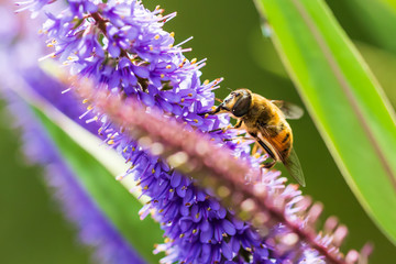 Drone fly Eristalis tenax insect feeding on a sunny day