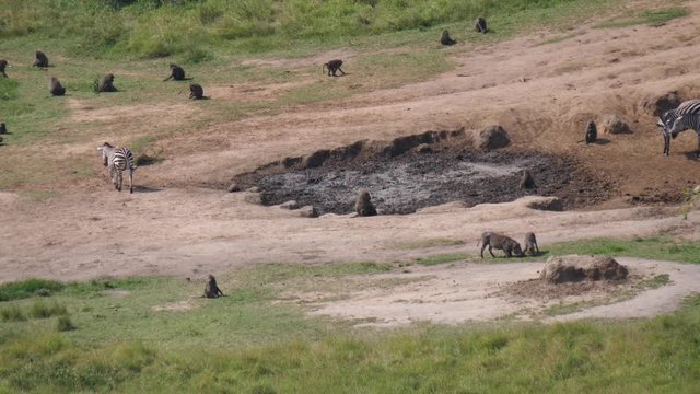 Waterhole with animals, Uganda