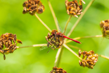 Sympetrum sanguineum Ruddy darter male dragonfly red colored body top view