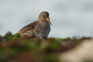 Purple Sandpiper
