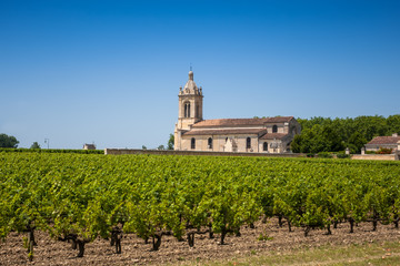 Fototapeta na wymiar Grape field and old church behind. The typical landscape in Bordeaux region in France