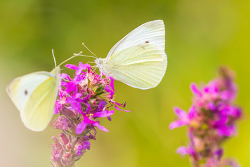 Pieris rapae small white butterfly pollinating on pink purple flowers