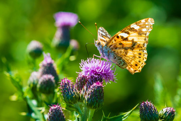 Painted Lady butterfly, vanessa cardu, feeding