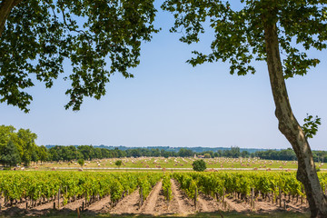 Fototapeta na wymiar Grape field. The typical landscape in Bordeaux region in France