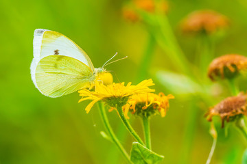 Pieris rapae small white butterfly pollinating on pink purple flowers