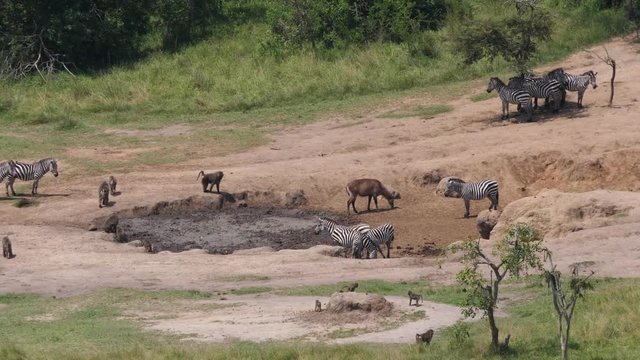 Zebras and baboons by a waterhole
