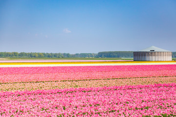 Dutch pink tulips in a flower field in Holland