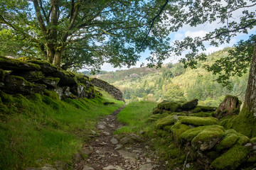 woodland in north wales uk 