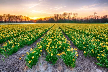 Poster Im Rahmen Buntes blühendes Blumenfeld mit gelber Narzisse oder Narzisse während des Sonnenuntergangs. © Sander Meertins