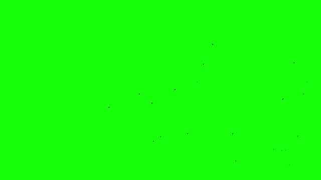 Chroma key birds crow flok in skyes alpha channel bottom view stock video