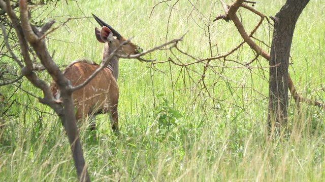 Bushbuck, slow motion