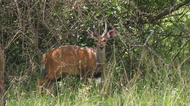 Bushbuck looking at camera
