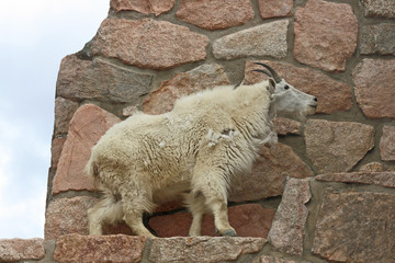 Mountain goat climbing the wall, Colorado