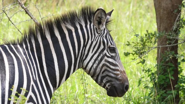 Zebra head, profile view
