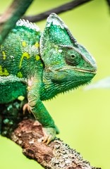Veiled Chameleon