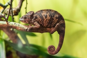 Malagasy Giant Chameleon © Fabio Lotti