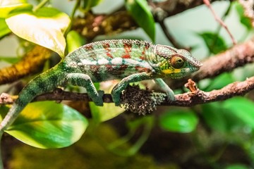 Panther Chameleon