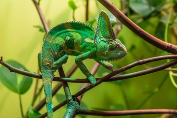 Veiled Chameleon