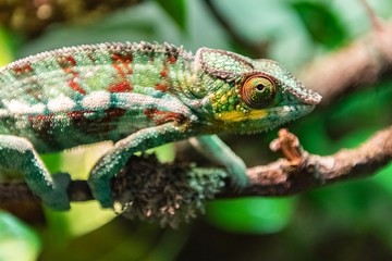 Panther Chameleon