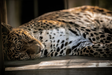 Sleeping spotty 