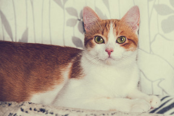 A beautiful red cat with yellow eyes lies on the back of the sofa. Close up