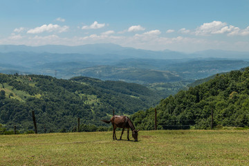 Fototapeta na wymiar Horse grazing in green meadow against landscape