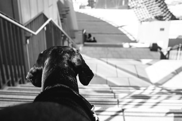 Dog looking down stairs in the city