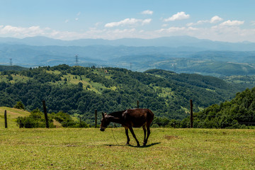 Fototapeta na wymiar Horse grazing in green meadow against landscape
