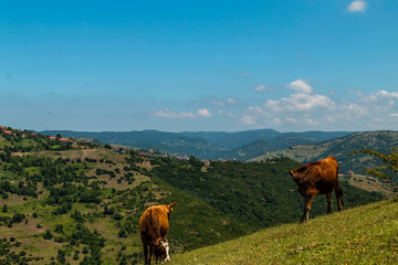 Fototapeta na wymiar Cow grazing in green meadow