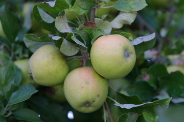 Reife Äpfel am Baum