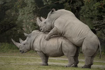 Foto auf Acrylglas Two rhinoceros making love © Peter Maszlen