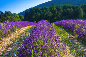 Fototapeta na wymiar Lavender fields near the French Provence